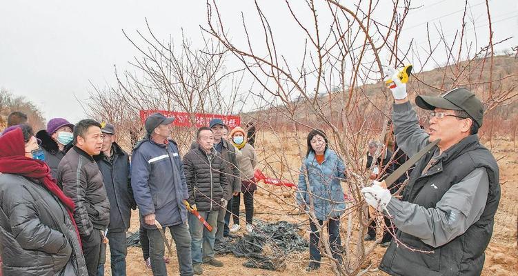 果树修剪和树形栽培的技术要点是什么？