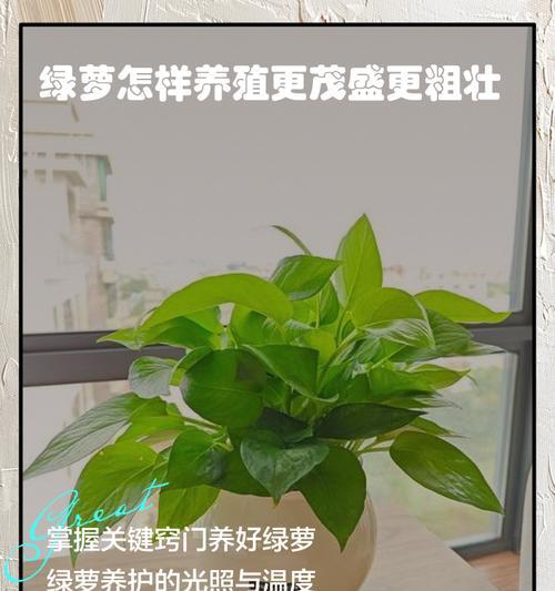 绿多花卉月季的养护技巧是什么？怎样才能养得更茂盛？