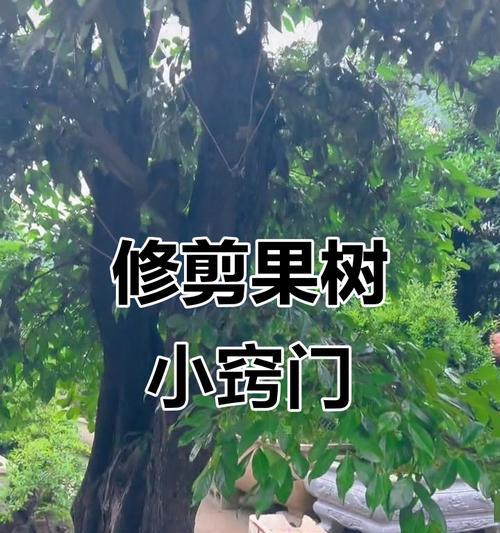 果树修剪和树形栽培的技术要点是什么？