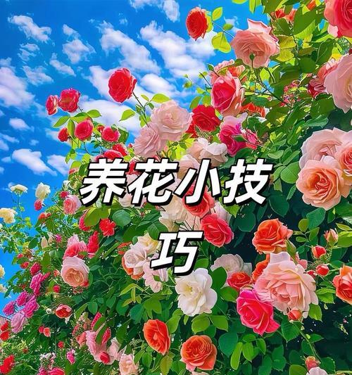 绿多花卉月季的养护技巧是什么？怎样才能养得更茂盛？