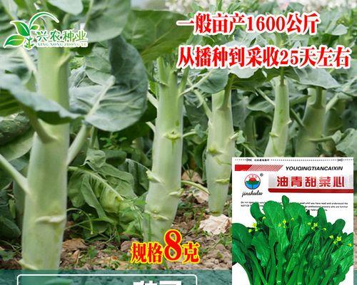 青花菜苔的最佳播种时间是什么时候？