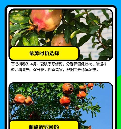 石榴树高杆盆景的修剪技巧是什么？如何保持形态美观？