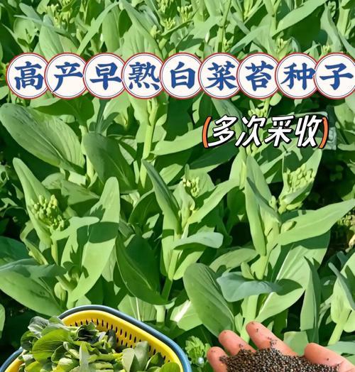 青花菜苔的最佳播种时间是什么时候？