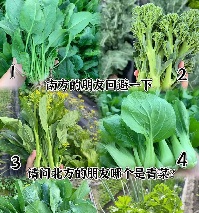 青花菜苔的最佳播种时间是什么时候？