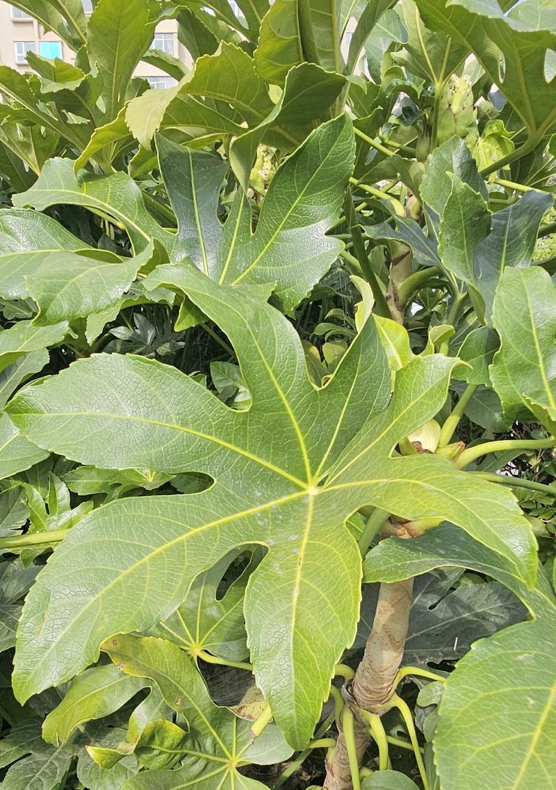 常青观赏植物有哪些独特特点？