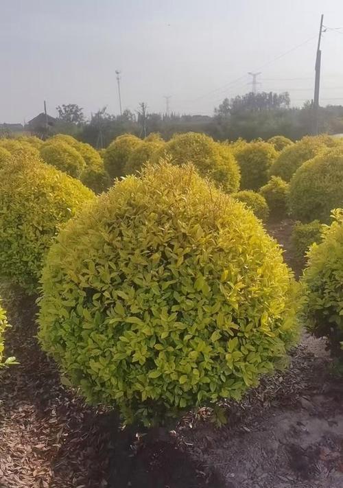 常青观赏植物有哪些独特特点？