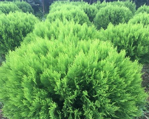 常青观赏植物有哪些独特特点？