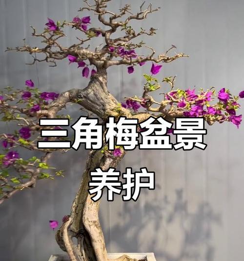 盆景三角梅的养护要点有哪些？