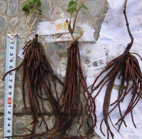 铁线莲与海蒂兰的种植方法有何不同？