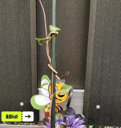 铁线莲与海蒂兰的种植方法有何不同？