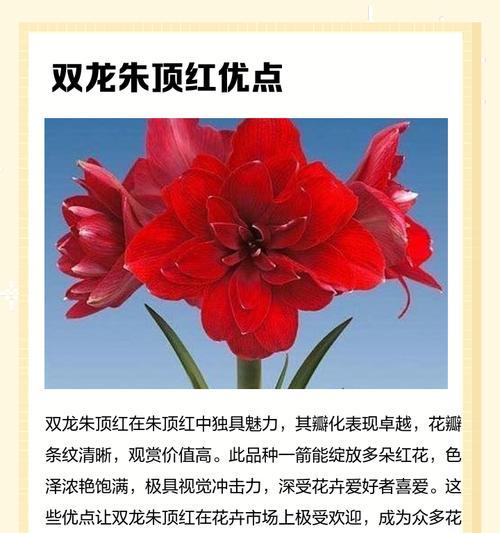 双黄朱顶红有什么特点？