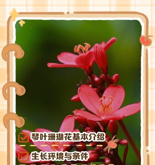 琴叶珊瑚浇水技巧是什么？多久浇一次水合适？