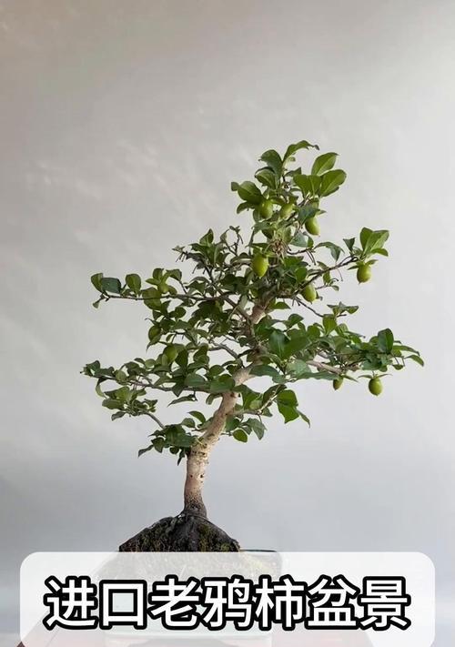 山旺柿子盆景养护方法是什么？如何保持盆景健康生长？
