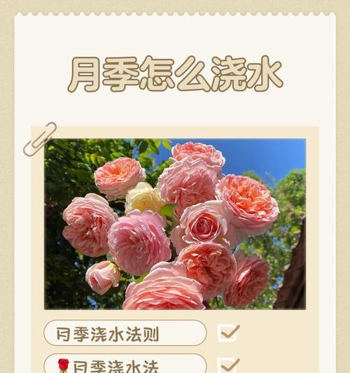 庭院月季花如何打理？有哪些技巧？