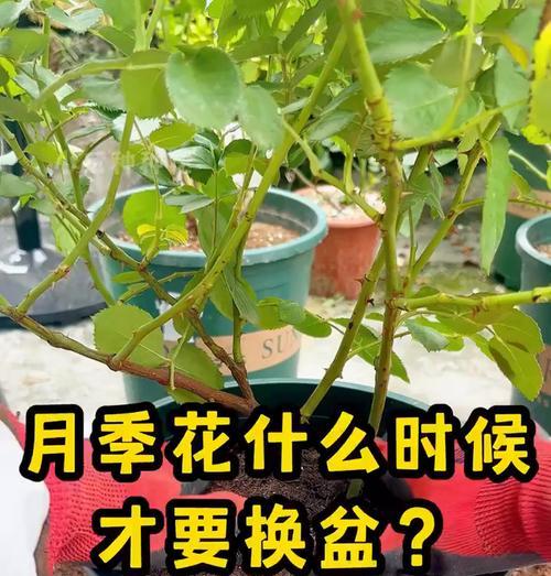 庭院月季花如何打理？有哪些技巧？