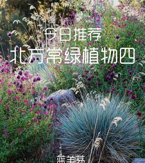 阳台山上适合种植哪些花卉？