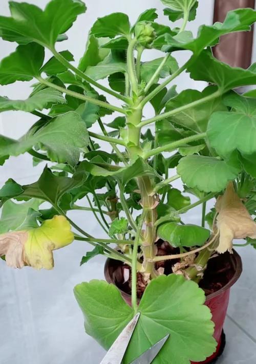 小苗天竺葵黄叶的正确处理方式？