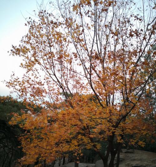 阳台山上适合种植哪些花卉？