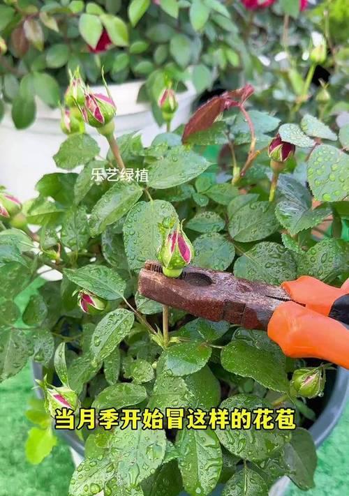 月季施肥怎样才能多长花苞？