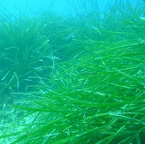 观赏植物海草有哪些？海草在水族箱中的作用是什么？