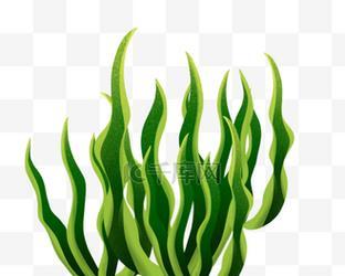 观赏植物海草有哪些？海草在水族箱中的作用是什么？