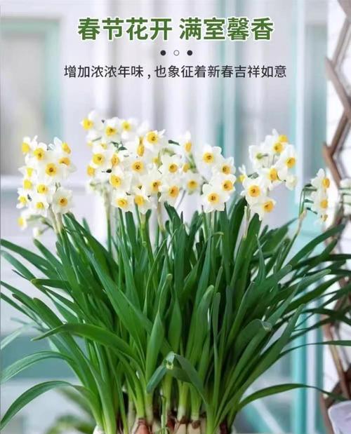适合水养的香草植物有哪些？