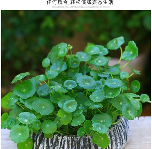 适合水养的香草植物有哪些？