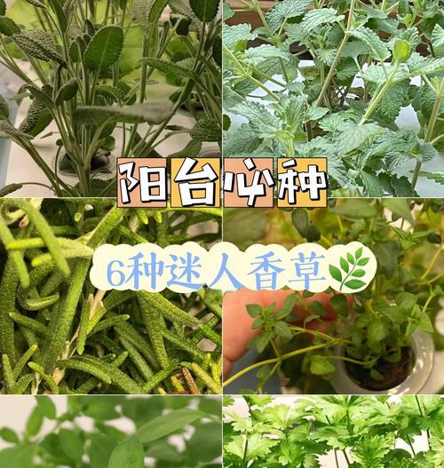 适合水养的香草植物有哪些？