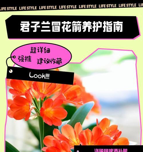 君子兰双开花的象征意义是什么？