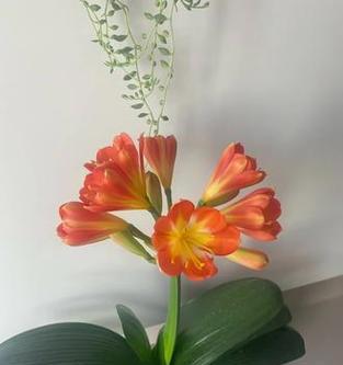 君子兰双开花的象征意义是什么？