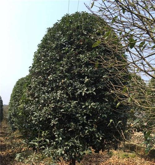 广东地区适合种植哪些观赏植物？