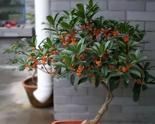 广东地区适合种植哪些观赏植物？