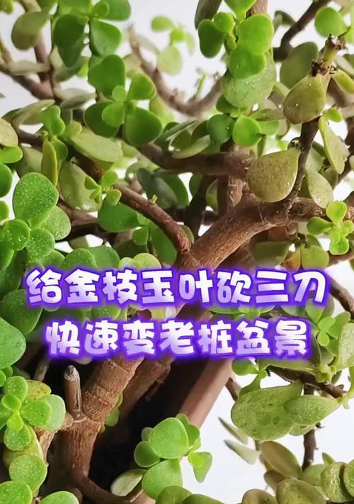 金枝玉叶叶子黄枯的解决方法？
