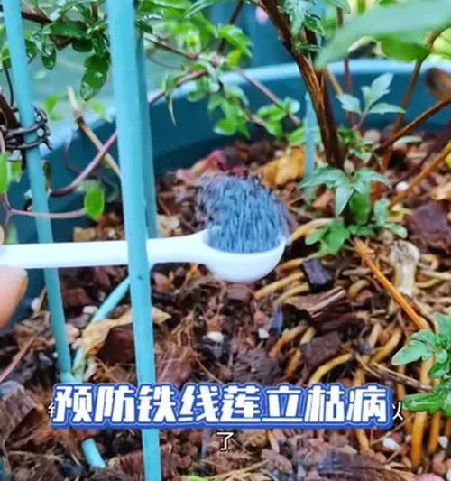 裸根铁线莲冬天室内发芽了怎么办？冬季护理的要点是什么？