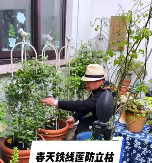 裸根铁线莲冬天室内发芽了怎么办？冬季护理的要点是什么？
