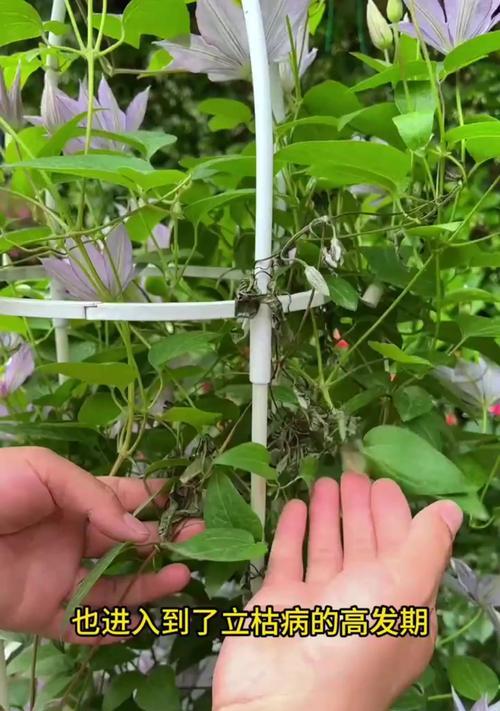 三类铁线莲的种植方法有哪些？