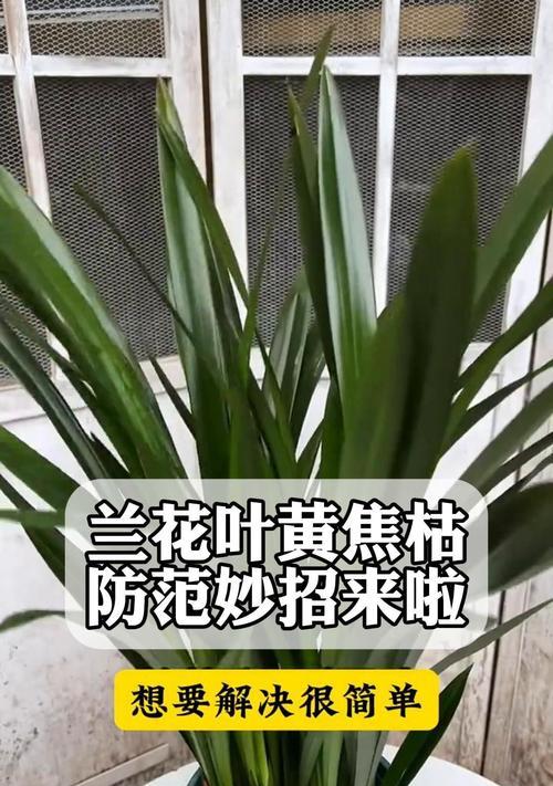 兰花叶子发黄干枯是什么原因？