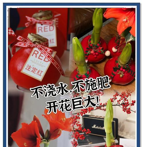 朱顶红蜡球白色代表什么？