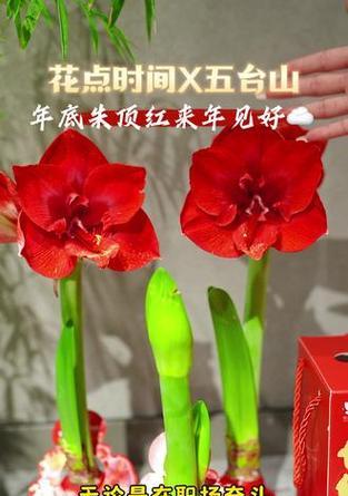 朱顶红蜡球白色代表什么？