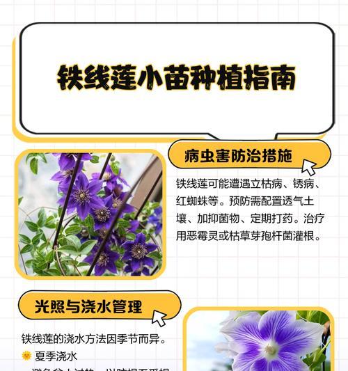 不同类铁线莲怎么修剪？最佳时期是什么时候？