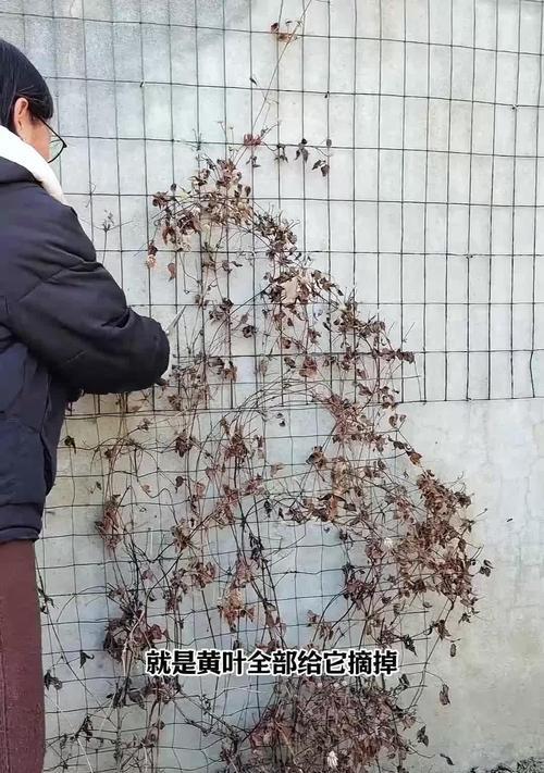 不同类铁线莲怎么修剪？最佳时期是什么时候？