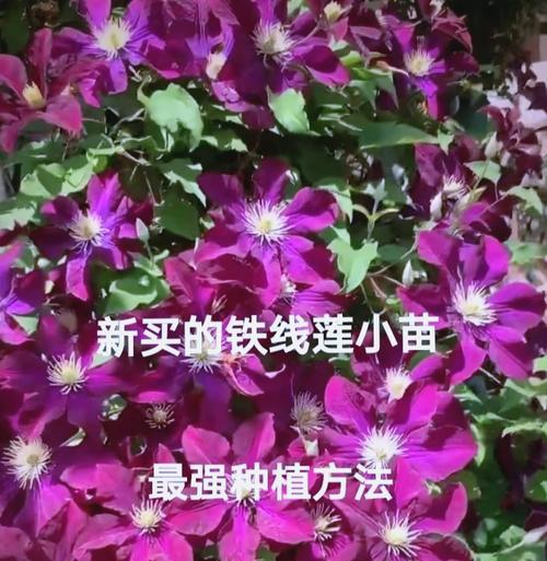 新手如何正确养护铁线莲幼苗？
