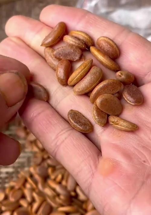 金弹子种子播种的最佳时间是什么时候？