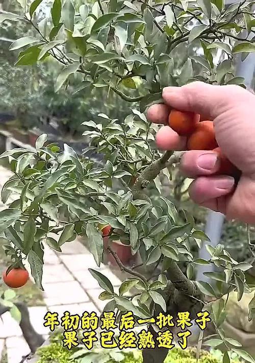金弹子种子播种的最佳时间是什么时候？