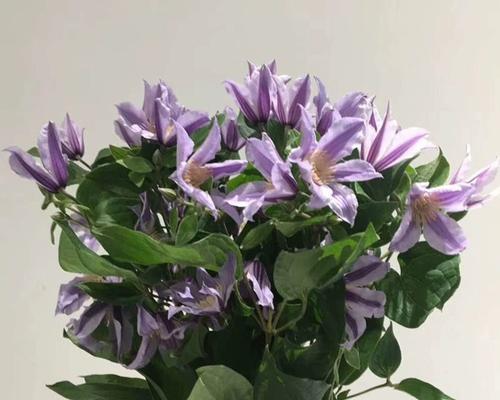 铁线莲水养的方法有哪些？