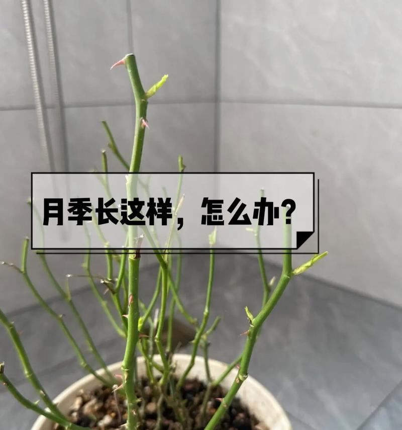 月季施肥应该怎样正确浇水？
