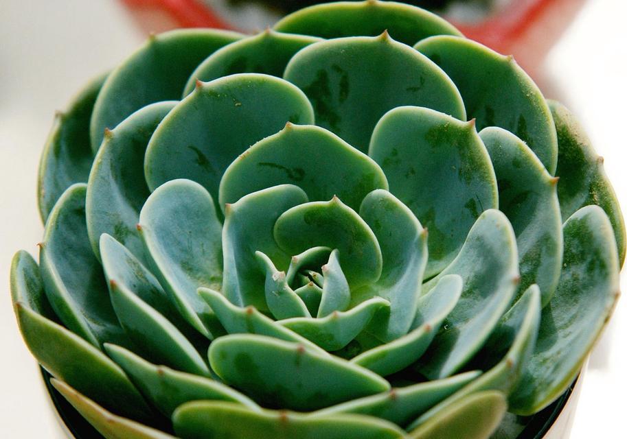 实用性观赏植物种类有哪些？它们的养护要点是什么？