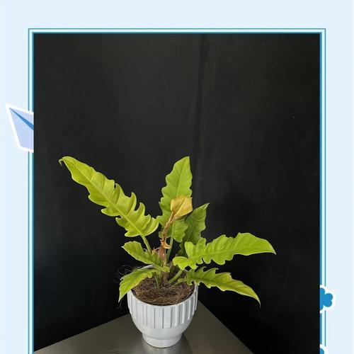 实用性观赏植物种类有哪些？它们的养护要点是什么？