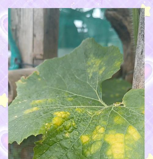 云南植物叶子发黄是什么原因？