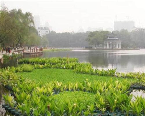 红葱头水生植物有哪些？它们的养护要点是什么？